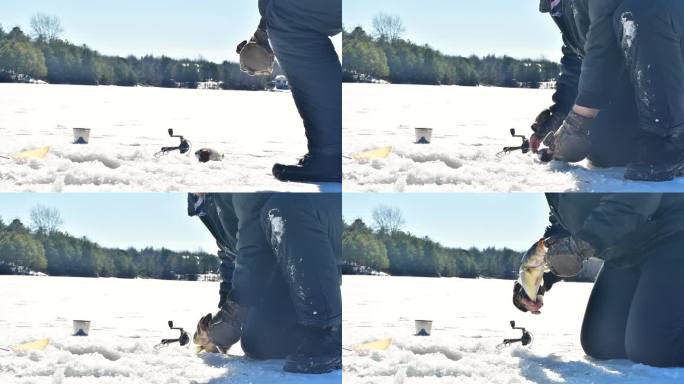 冰钓大口黑鲈一条鱼上钩冰洞冰面湖面冬季垂