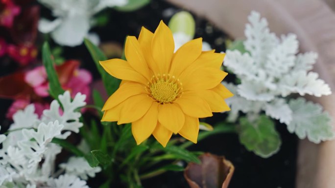 一朵黄色的大花被一些较小的花包围着。花的花瓣在风中摇曳