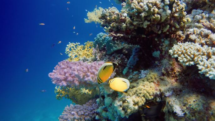 一对美丽的精美或黑尾蝴蝶鱼(奥地利毛羽)在红海，埃及。