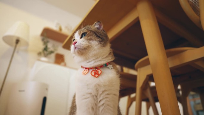 猫应该得到最好的照顾。