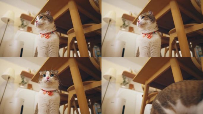猫应该得到最好的照顾。