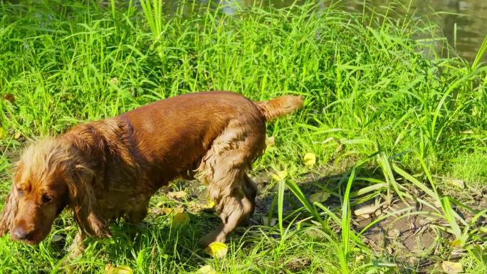 湿狗抖掉皮毛上的水。西班牙猎犬在阳光明媚的日子游泳后。