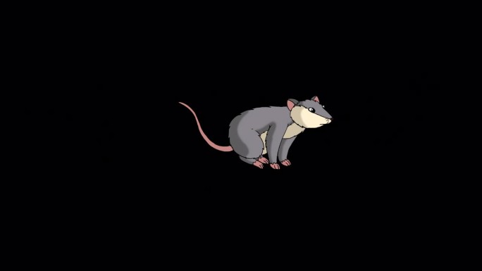 灰色的老鼠跑阿尔法哑光