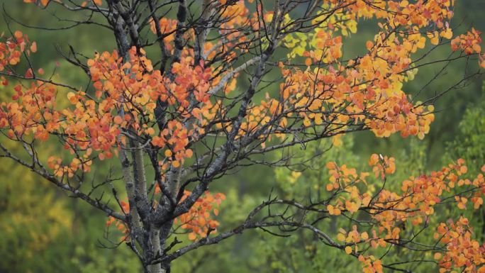 鲜亮的秋叶上的桦树在苔原景观。近景视差镜头。散景背景。