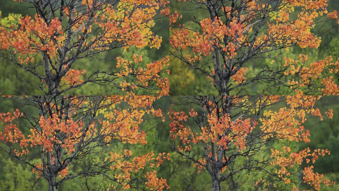鲜亮的秋叶上的桦树在苔原景观。近景视差镜头。散景背景。