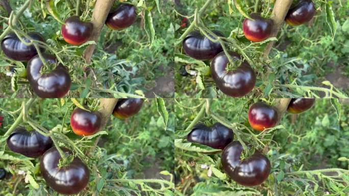 成熟的黑色西红柿长在蔬菜园里的灌木上
