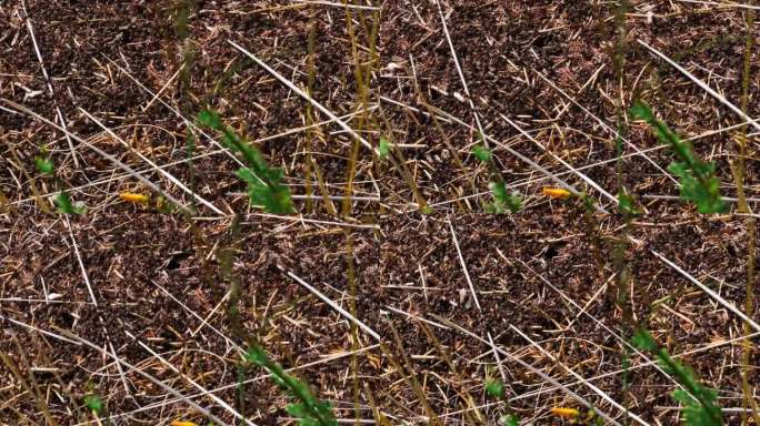 白蚁爬过枯草的特写，蜂群穿过贫瘠的土地