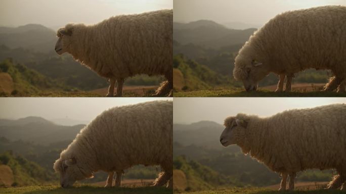 羊在草地上吃草展示羊绵羊