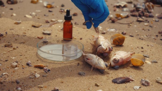 科学家通过切割某些部位来检验水生动物死亡的证据