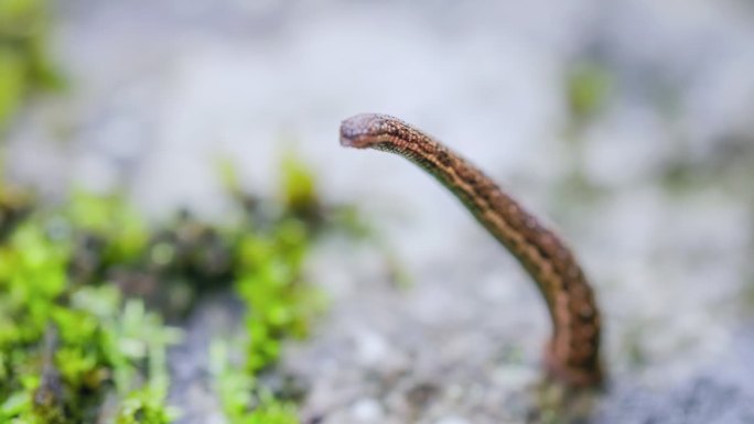 苔藓上的水蛭在蠕动