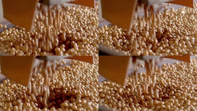 大豆生产链中的大豆，近距离切入，乳制品替代，豆浆生产，可持续，慢镜头