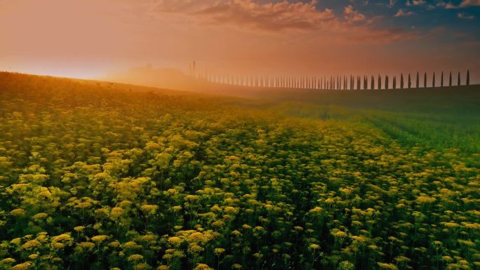 无人机视角下田园诗般的托斯卡纳油菜作物景观