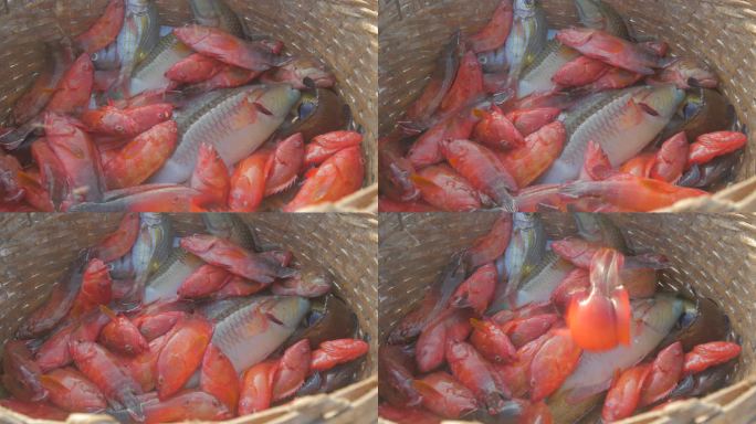 渔民捕获  野生红石斑