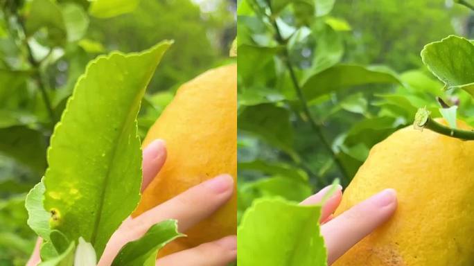 女人的手摘了一个成熟的柠檬在树上有绿色的叶子和柠檬花