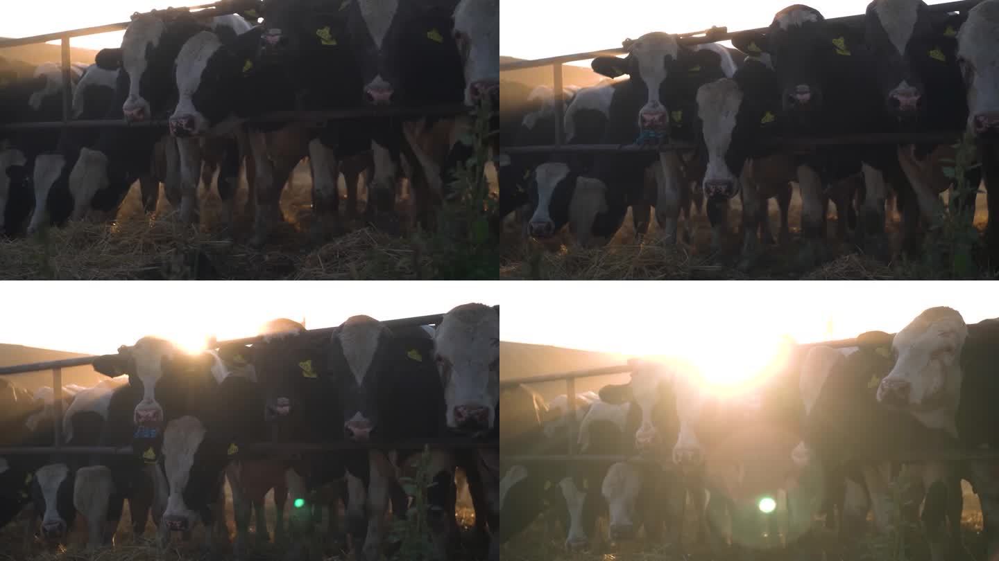 奶牛场。牛栏里的牛。日落