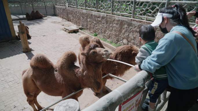 武汉九峰森林动物园里的骆驼