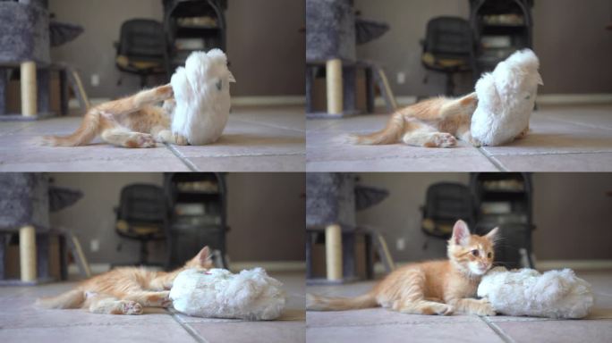 慢动作可爱的小猫在玩玩具。红猫在家里非常顽皮。