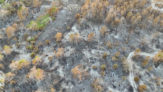 森林大火摧毁了佛罗里达的丛林森林，黑色的死植被被烧毁。地面覆盖着一层灰。自然灾害概念