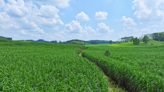 航拍广西甘蔗种植区田间小路