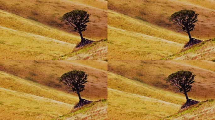 独树生长在托斯卡纳阳光明媚的山坡上