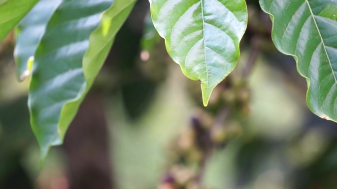 越南林东的咖啡樱桃和罗布斯塔咖啡叶特写