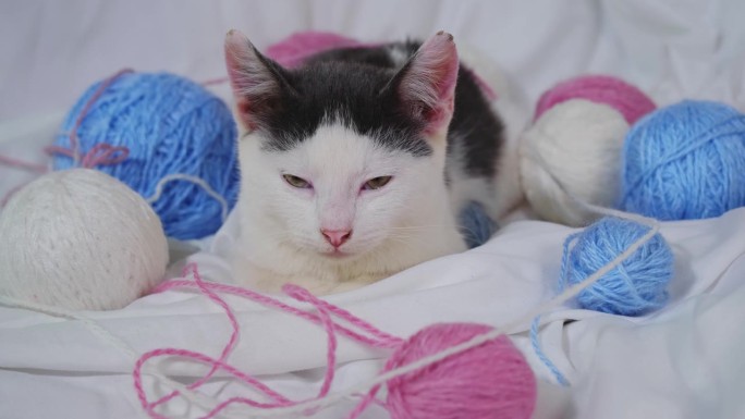 一只灰白色的小猫躺在家里床上的白色床单上，堆着羊毛球。粉色和蓝色的线。宠物的概念。那只爱玩的猫玩累了