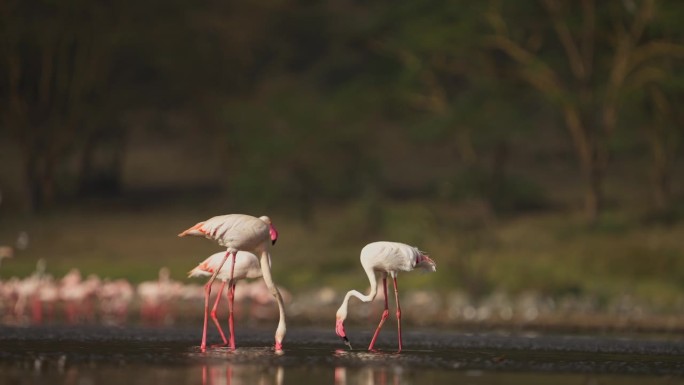 在肯尼亚非洲，大火烈鸟在纳库鲁湖涉水，背景是小火烈鸟的慢动作