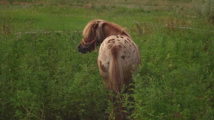 小马走在草地上啃草