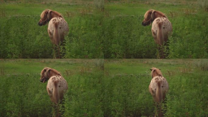 小马走在草地上啃草