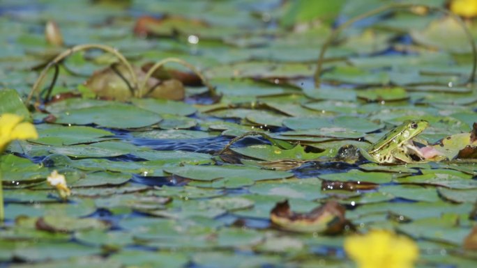 绿青蛙在湿地上捕食昆虫的慢动作