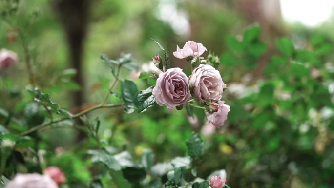 春日院子里的玫瑰花