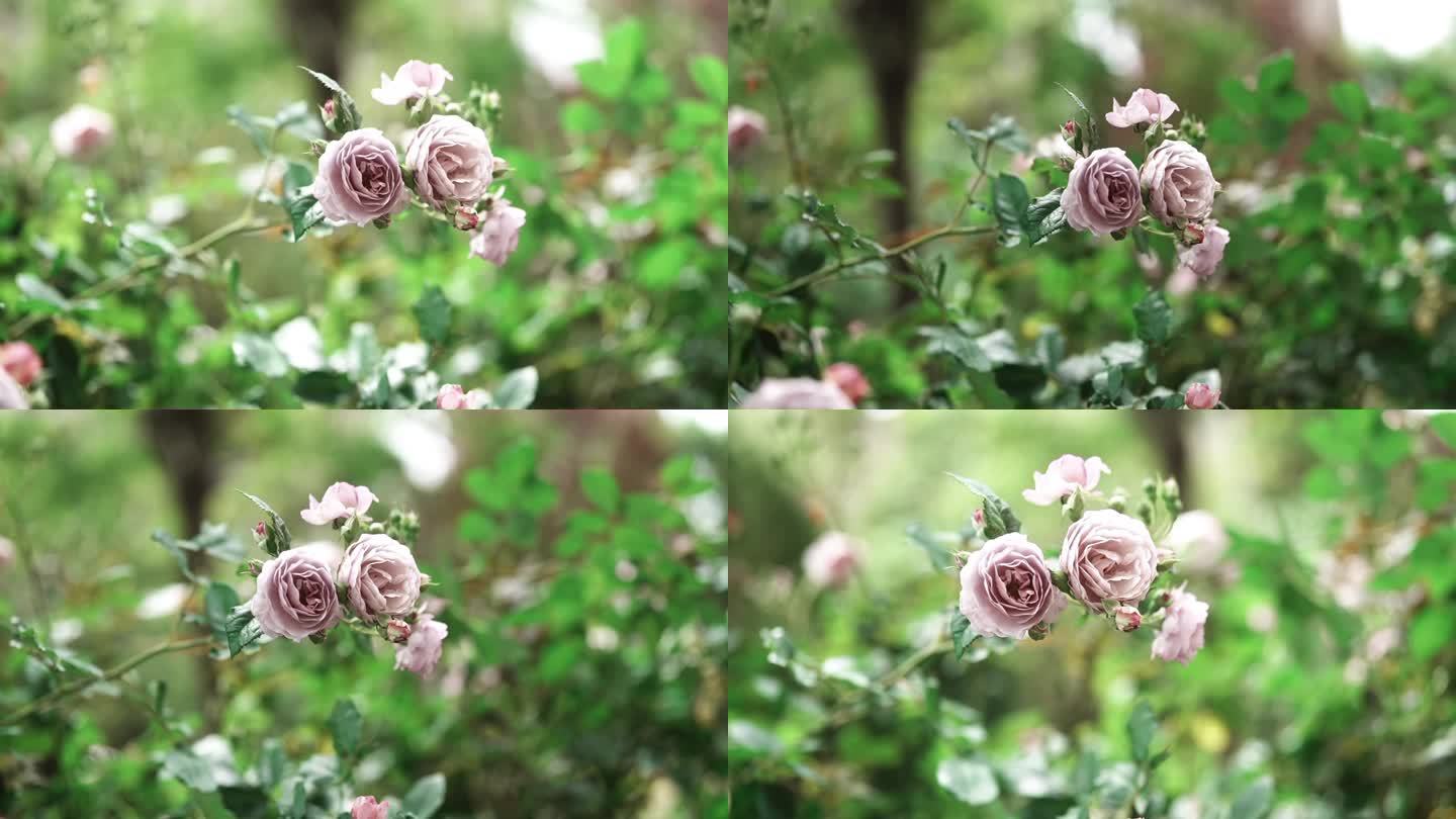 春日院子里的玫瑰花