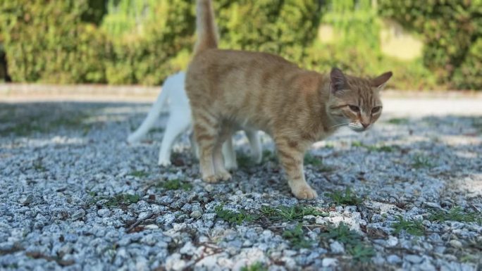 两只依偎在乡间别墅旁的猫