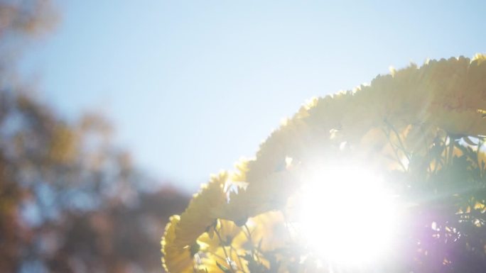 在秋日的阳光下，一束盛开的黄菊。强烈的阳光会产生镜头光晕。