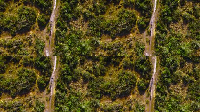 白天无人机直接向下拍摄的照片。在秘鲁的奥克斯帕帕，当地人沿着一条被灌木包围的土路向前走。