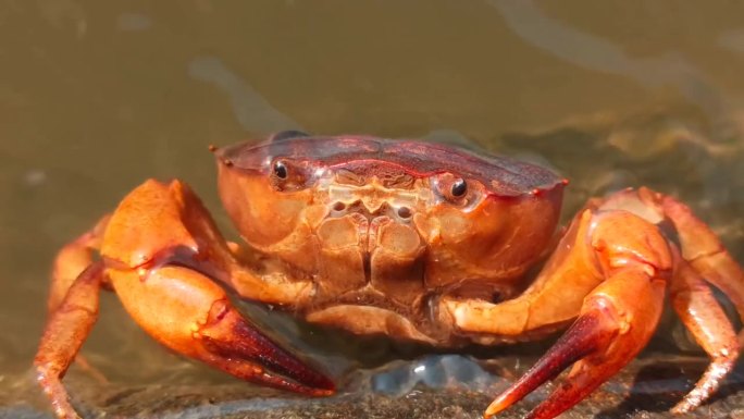 淡水蟹或蟹科