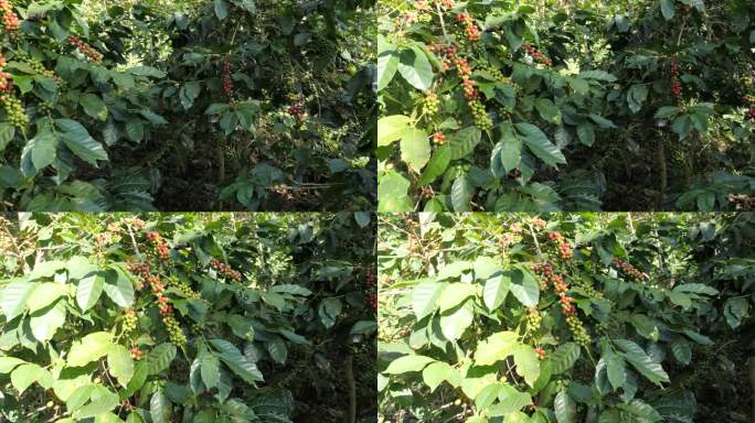 咖啡树有红的和绿的咖啡豆。左图