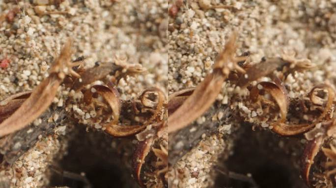 摄像机慢慢靠近沙洞，突然，一只蜘蛛从洞里冲了出来。微距小车拍摄。垂直视频。