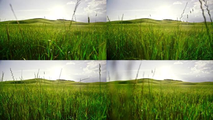风景秀丽的景色田园诗般的绿色麦田在阳光明媚的乡村，托斯卡纳