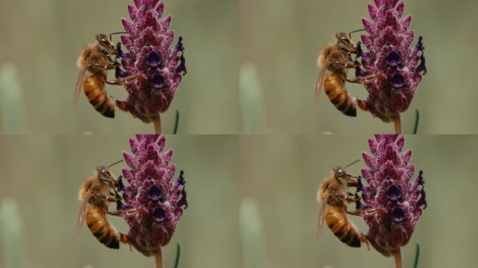 慢动作的蜜蜂微距实拍特写展示黄蜂
