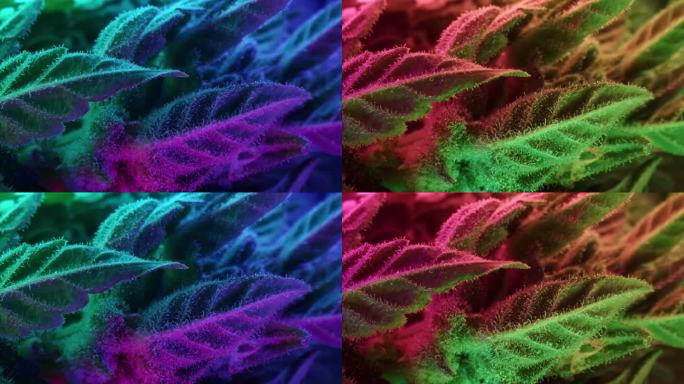 霓虹灯下的大麻植物。印度栅格化草本大麻