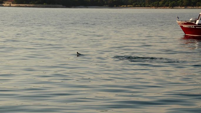 当游览船驶近时，海豚浮出海面。慢动作