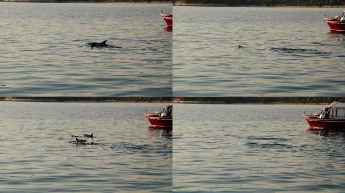 当游览船驶近时，海豚浮出海面。慢动作