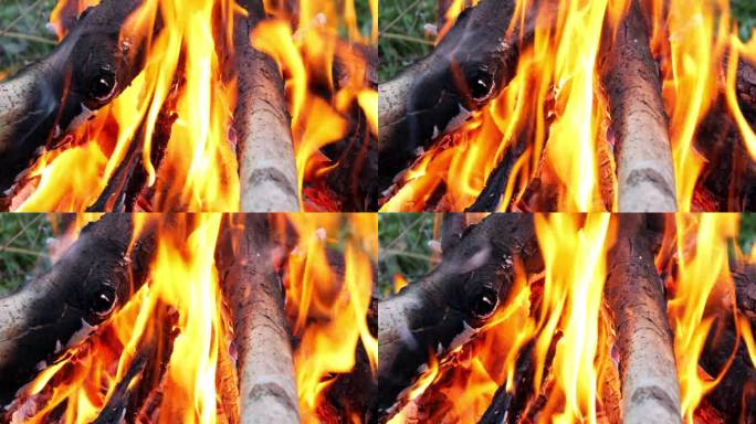 在森林里堆一堆柴火，在森林里生火，在森林里露营，节日活动概念。