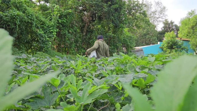 这位中年印度农民正在采摘秋葵或秋葵——印度模型。