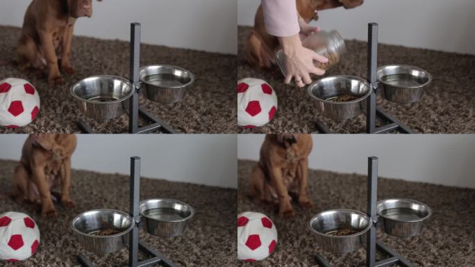 Dogue de Bordeaux小狗将食物从玻璃罐中倒入金属碗中。纯种幼犬食品专用剂量。