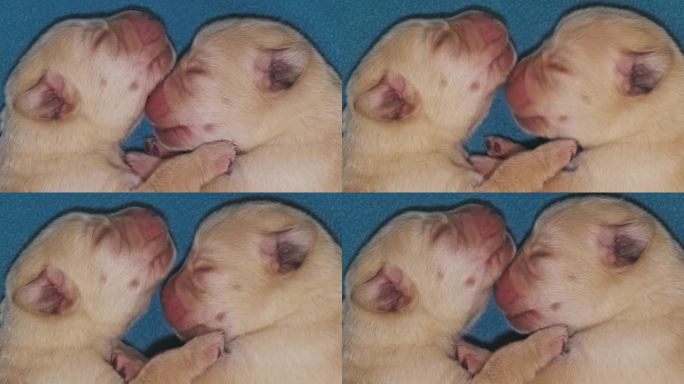 刚出生的拉布拉多犬正在睡觉