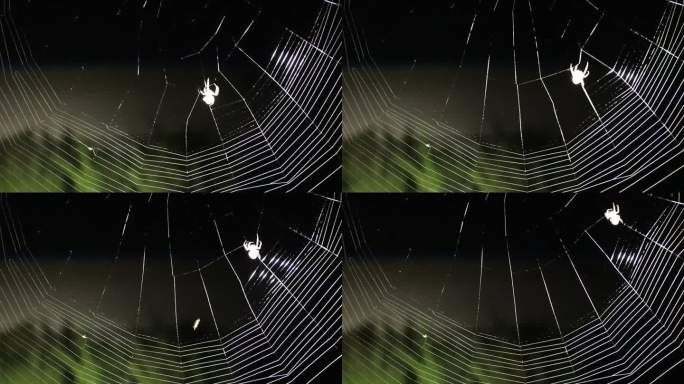 蜘蛛织网。晚上用手电筒拍视频。