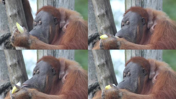 猩猩在吃香蕉，猩猩宝宝，