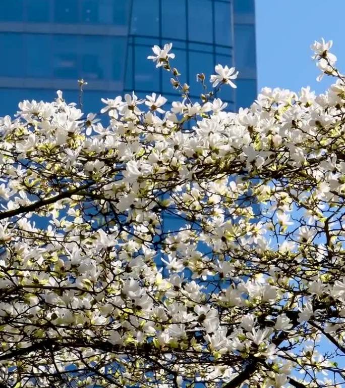 Magnolia Burrard在温哥华站樱花相机拍摄摩天大楼和蓝天的背景花蕾美丽的雪白的树开花弯曲